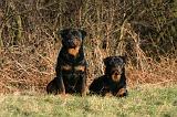 ROTTWEILER 652